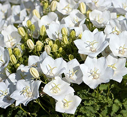 Campanula Carpatica 'Rapido White' Perennial (Large) Plug Plants Pack x6