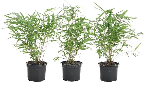 2x Fargesia rufa - Bambou - Plante de jardin - Rustique - ⌀14 cm - 35-45 cm