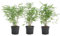 2x Fargesia rufa - Bambou - Plante de jardin - Rustique - ⌀14 cm - 35-45 cm
