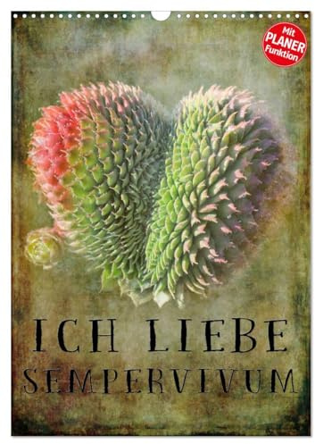 Ich liebe Sempervivum (Wandkalender 2026 DIN A3 hoch), CALVENDO Monatskalender: Der ideale Kalender für alle Sempervivum Liebhaber (CALVENDO Natur)