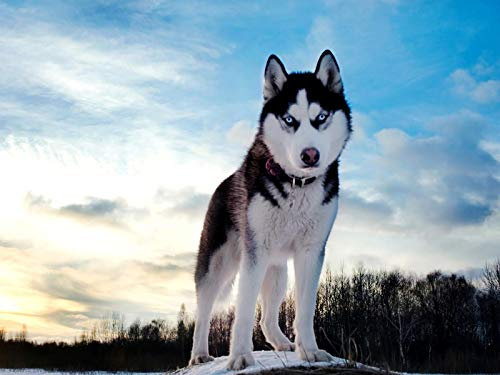 WYTTT Puzzle 1000 Teile Erwachsene Puzzle Holzpuzzle Klassisches 3D Puzzle Husky Unter Dem Himmel DIY Collectibles Moderne Wohnkultur,75X50Cm