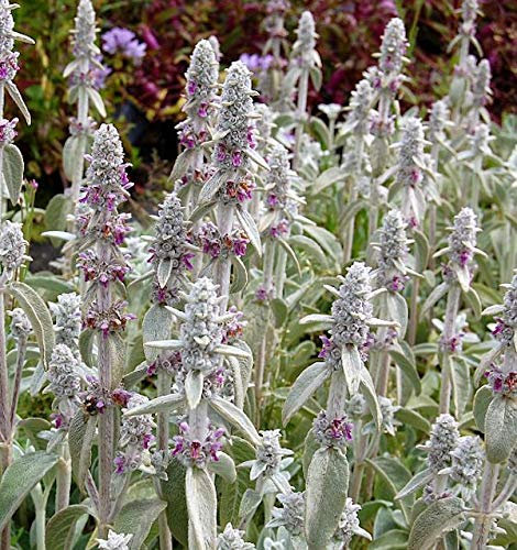 Wollziest - Stachys byzantina