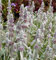 Wollziest - Stachys byzantina