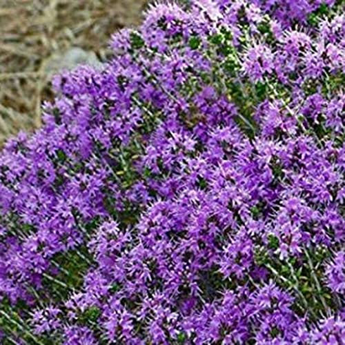 Saterkali Semi di timo strisciante, 400 Pz/borsa Semi di timo strisciante Ad alto rendimento Semi di bonsai perenni facili da coltivare per prato Viola chiaro