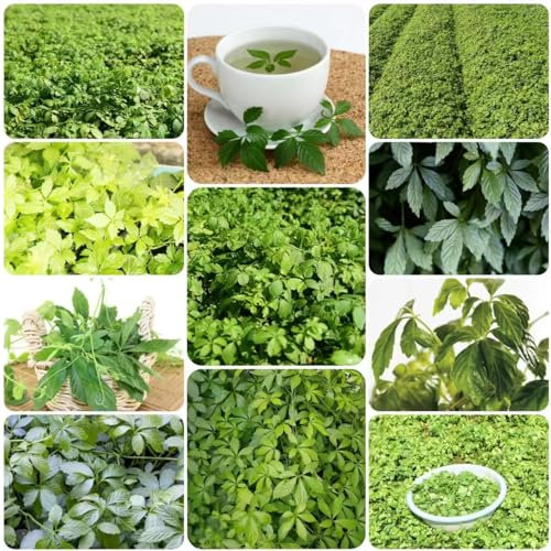 500 pcs jiaogulan samen bio - balkonpflanzen winterhart,Gynostemma pentaphyllum, gewächshaus balkon seeds ausgefallene geschenke deko büro winterharte pflanzen für garten kleine geschenke