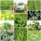 500 pcs jiaogulan samen bio - balkonpflanzen winterhart,Gynostemma pentaphyllum, gewächshaus balkon seeds ausgefallene geschenke deko büro winterharte pflanzen für garten kleine geschenke