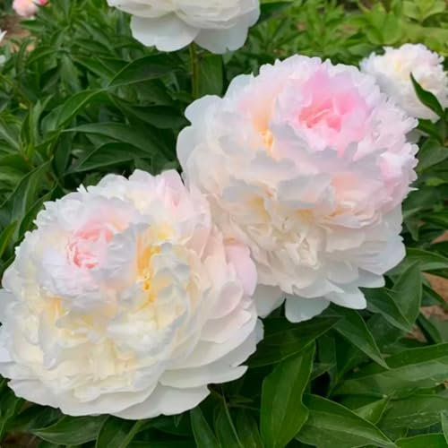 Pfingstrosen-Zwiebeln – Üppige Blütenpracht in leuchtenden Farben – Winterharte & mehrjährige Stauden für atemberaubende Gartendekoration-1 zwiebel-F