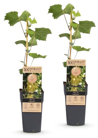 Green boutiQ - Plante Fruitière - Vitis vinifera Lakemont - Vigne - Rustique - Raisin Jaune - 2 Plantes - Pot de 15cm - Hauteur de 50cm