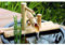 zenggp Décor De Fontaine en Bambou Bec Verseur avec Pompe Décoration De Jardin Cascade Jardin Japonais en Plein Air,35cm