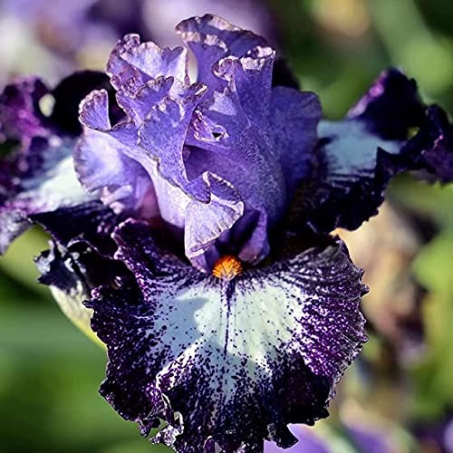 FStening 6 Stück Lila Iris Zwiebeln Einfach Zu Pflanzende Aromatische Hängeblumen Brauchen Nicht Viel Pflege Schöne Garten Dekoration