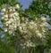 Zwerg Korkenzieher Robinie Twisty Baby 60-80cm - Robinia pseudoacacia