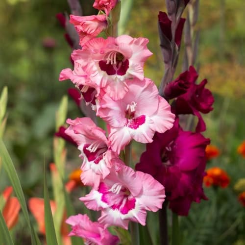 Gladiole Wine and Roses | 10 Stück | Knolle | Schnittblume | Rosa | Weiß | 100% Blütegarantie | QFB Gardening