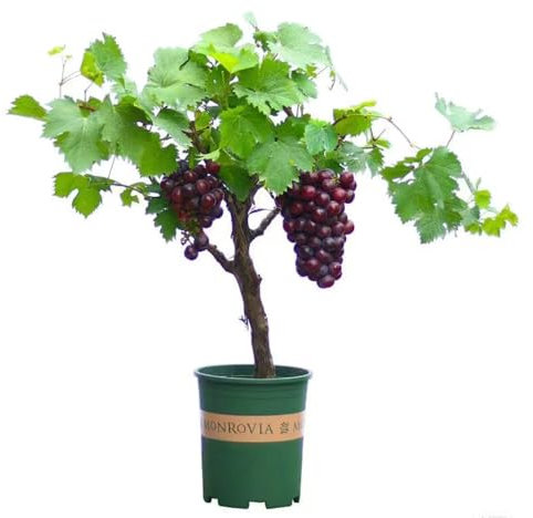 150 pcs weinreben samen - dekoration wohnzimmer winterharte balkonpflanzen,trauben kernlos,weintrauben bio pflanzen,Vitis vinifera, säulenobstbäume winterfeste pflanzen für balkon