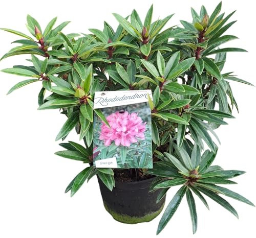 Zwerg-Rhododendron 'Graziella' – Winterharte & Immergrüne Schönheit, ca. 50 cm | Perfekt für Garten & Kübel