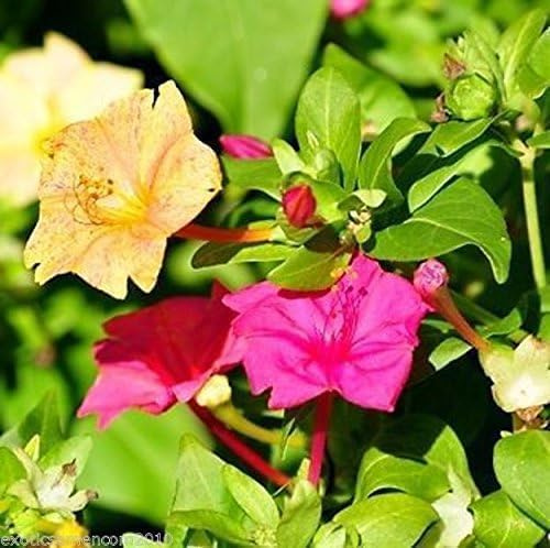 Blütenmeer im Garten Herrlich duftende Wunderblume Mirabilis jalapa 10 Samen