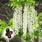 25 Weiß Wisteriensamen Seeds Glyzinien Samen Blauregen Pflanze Baumsamen Winterhart Wisteria Bonsai Samen Wisteria Weinblume Mammutbaum Garten Pflanzen