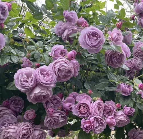 Rose Rainy Blue Bare Root Climbing Rose