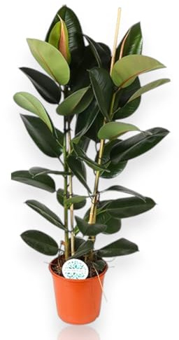 GARDENARIA - Ficus elastica 'Robusta', pianta vera da interno, pianta ornamentale, vaso da 24 cm, purificatrice dell'aria (115-125 cm)