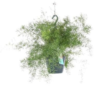 Spargel Sprengeri Hängend – Zimmerpflanze – Ø17cm x 35cm – Asparagus densiflorus – Federartiges Laub – Pflegeleichter Asparagus-Farn für Innenräume