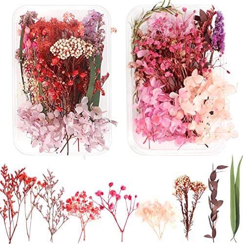 Kaisoil 2 Boxen Natürliche Getrocknete Blumen, DIY Gepresste Getrocknete Blumen, Klein Trockenblumen Set, Echte Getrocknete Blumen für Kunst Basteln Handwerk Epoxidharz Deko