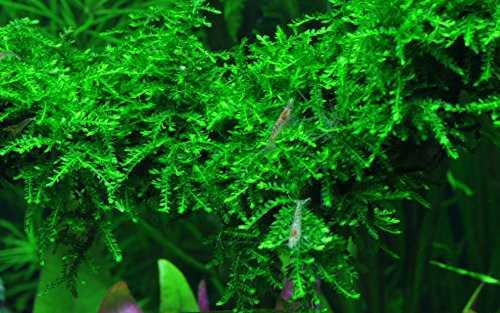 AquaOne Aquarium Pflanze In Vitro 1 Stück Moos Vesicularia ferriei 'Weeping' Wasserpflanze 1-2-Grow Aquariumpflanzen Moose Becher Labor-Aquarienpflanzen