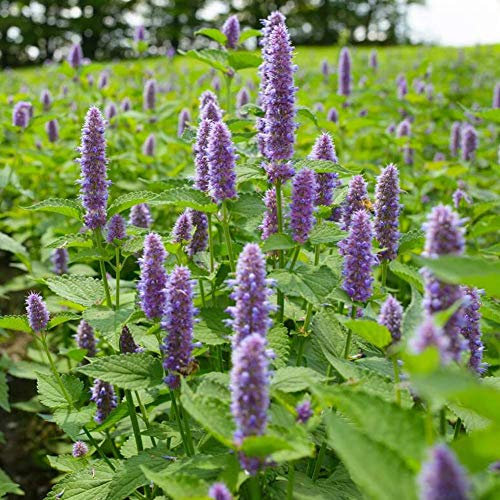 Anis Hyssop Seeds 1000+ (Hyssopus officinalis) Bio Leicht zu züchten Große Gartenkräutersamen für Bonsai Home Garden Yards Pflanzen
