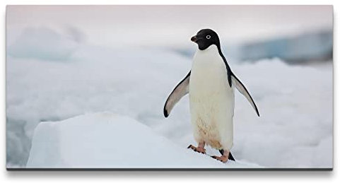 Paul Sinus Leinwandbild 120x60cm Pinguin auf Eisberg Schnee schönes Tier Tierfotografie