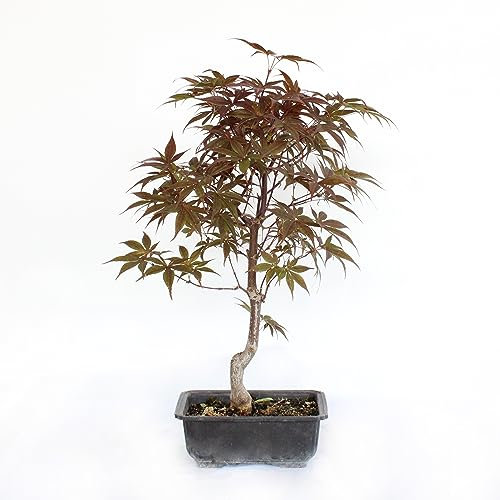 KENTIS - Bonsai Acer Momiji - Original Japanischer Ahorn Bonsai - Pflanze Hergestellt in Japan - Echte Dekorative Pflanzen für Außenbereich - H 45-55 cm Topf Ø 24,5 cm