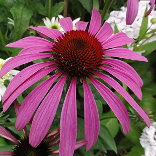 6 x Scheinsonnenhut Rubinstern - Echinacea Purpurea 'Rubinstern' Topf 9x9cm: Tiefrote Blüten, ideal für Schnittblumen, winterhart.