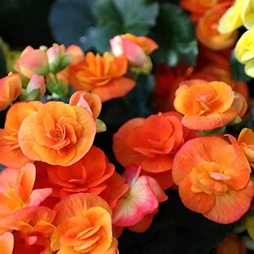 Semillas De Begonia - Crea Tu Propio Oasis Con Begonia Semillas Flores Exterior, Plantas Naturales Exterior Resistentes - 200 piezas