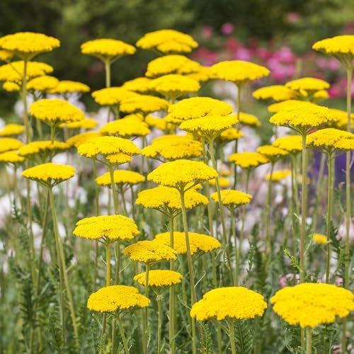 Hohe Schafgarbe 'Cloth of Gold' - winterharte Staude - insektenfreundlich - im 9 cm Topf