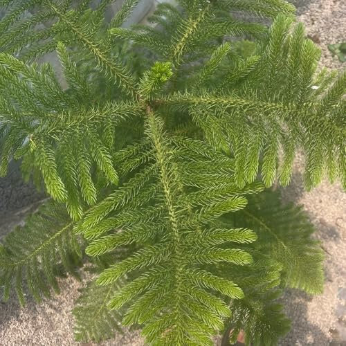 15 pcs Araucaria Araucana Samen, biosaatgut, zimmerpflanzen echt, Araucaria Baum, Araucaria Araucana baumsamen bäume garten winterhart, samen alte sorten balkonpflanzen extrem winterharte