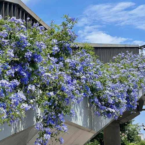 30 pcs Bleiwurz samen- gartenpflanzen、blumen zum einpflanzen、einfach zu Pflanzen Plumbago auriculata、 gartenbogen、gartendeko für draußen balcony decoration、samen anzucht、pflanztöpfe