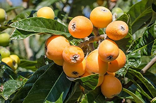 Nespolo Pianta da Frutta di 2/3 Anni, Pianta in Vaso da 5 L, Albero da Frutta Made in Italy, Vivaio di Castelletto