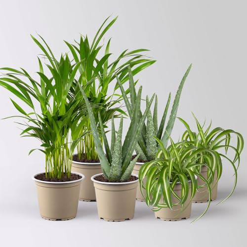 Grünpflanzen-Set Saubere Luft grün-weiß, Topf-Ø 12/13cm, 6 Pflanzen