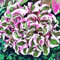 Premium Hosta- - Schattenliebende Staude - Elegante Blattfarben - Einfache Pflege - Perfekt für schattige Gärten-3 zwiebel-A