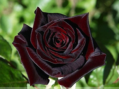 Zennixplus Nero Baccara Hybrid Seeds Rosa Arbusto di fiori