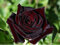 Zennixplus Schwarz Baccara Hybrid Rose Strauch Blumensamen
