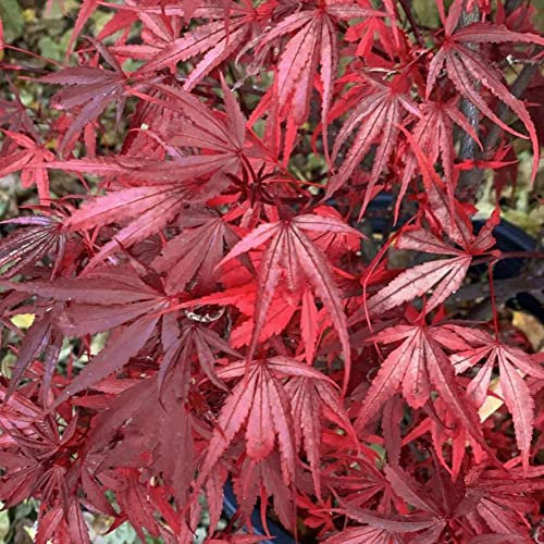 Acer palmatum Shaina - Japanese Maple Tree | Large Outdoor Garden Ready Plant in Pot (80-100cm Incl. Pot)