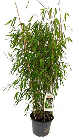Bambus Fargesia 'Ivory Ibis'®, 7,5 Liter, Höhe 80-100 cm