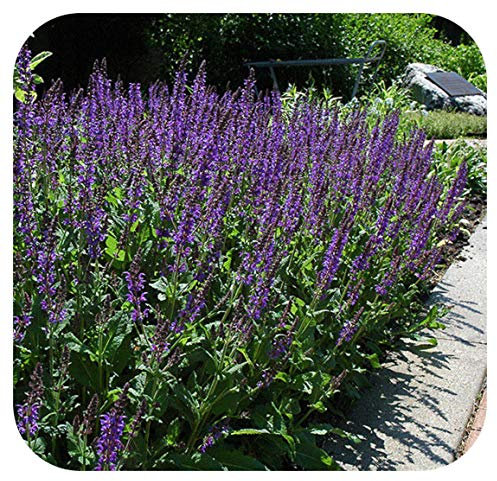 Catmint Nepeta faassenii 'Six Hills Giant' x 6 Plug Plants