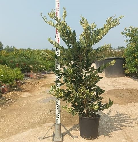 Pianta Ligustro Variegato