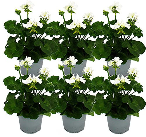 Exotenherz - Geranien stehend - Pelargonium zonale - 12cm Topf - Set mit 6 Pflanzen - weiß