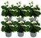 Exotenherz - Geranien stehend - Pelargonium zonale - 12cm Topf - Set mit 6 Pflanzen - weiß