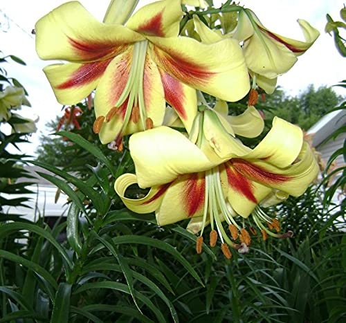 5x Blumenzwiebeln Lilien BaumlilienRobert Swanson winterhart duftend bis 200 cm.