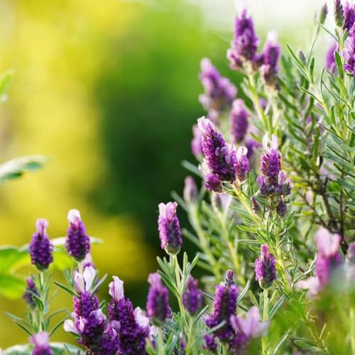 50 pcs lavendel samen mehrjährig winterhart blumensamen bodendecker winterhart lavendelsamen, gartenkräuter gartenpflanzen blumenwiese samen mehrjährig winterhart kräuterbeet blumendeko