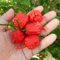 100 pezzi rari semi di ortaggi peperoncino Carolina Reaper decorazioni da giardino regalo semi di giardinaggio da piantare ora