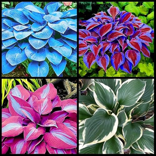Hostas Plants for Sale,Hostas Mix,Good for Containers Golden Jade Carving Feels Beautiful-3bulbs-E
