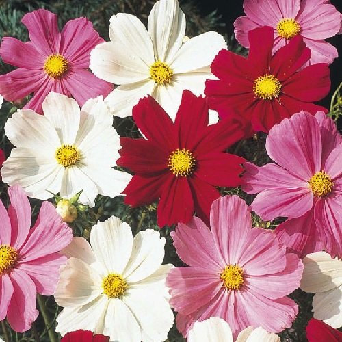 Cosmos 'Royal Dwarf Mix' / Compact Shape and Large Flowers All Summer/Seeds