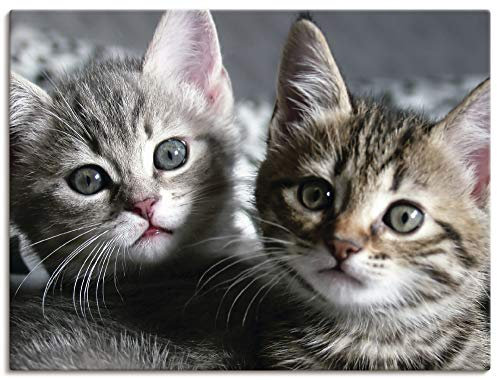 ARTLAND Wanddeko Leinwand Bilder Wandbild 60x45 cm Katze Tiere Katzenbaby Baby Süß Lustig Mädchen T5TN